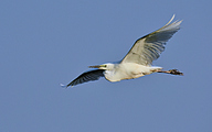Great white egret (Ardea alba)